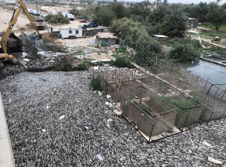 In this Saturday, Nov. 3, 2018 photo, Government employees collect dead carp from a fish farm on the Euphrates river near the town of Hindiyah, 80 kilometers (50 miles) south of Baghdad, Iraq. Officials and fishermen are at a loss to explain how hundreds of tons of carp have suddenly died in fish farms in the Euphrates River, fueling anxieties about soaring water pollution. Local authorities used excavators to skim dead fish from the river surface, where residents and local farmers have long complained about substandard water management. (AP Photo/Ali Abdul Hassan)