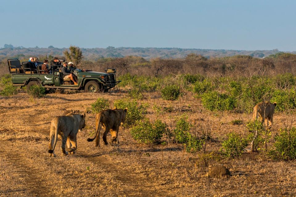 Safari jeep in the deset parked alongside a pride of lions