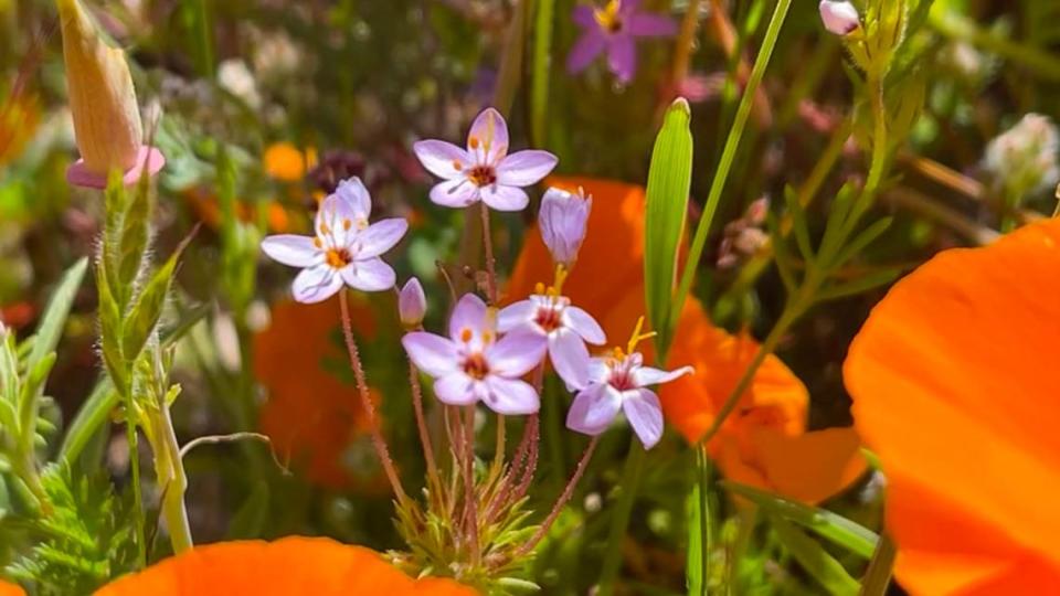 Variable linanthus bloom in the fields along Shell Creek Road on April 9, 2023.