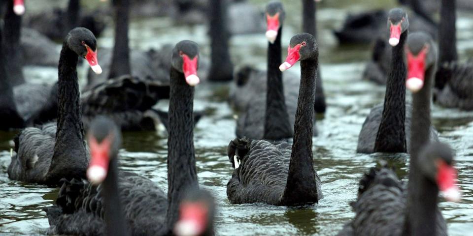 black swan