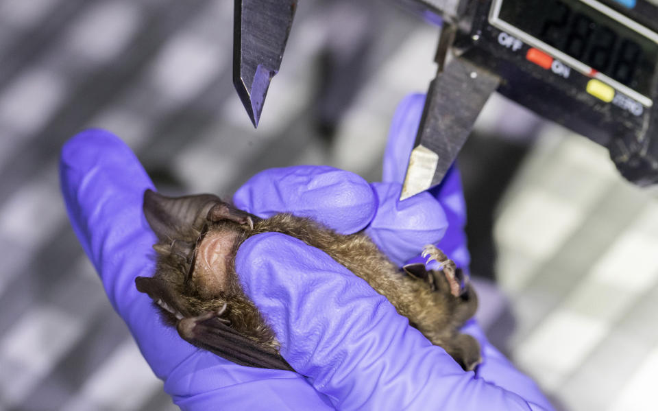 A researcher measures a bat inside Sai Yok National Park in Kanchanaburi province, west of Bangkok, Thailand, Friday, July 31, 2020. Researchers in Thailand have been trekking though the countryside to catch bats in their caves in an effort to trace the murky origins of the coronavirus. (AP Photo/Sakchai Lalit)