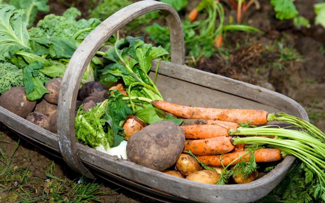 Freshly harvested vegetables in a garden trug
