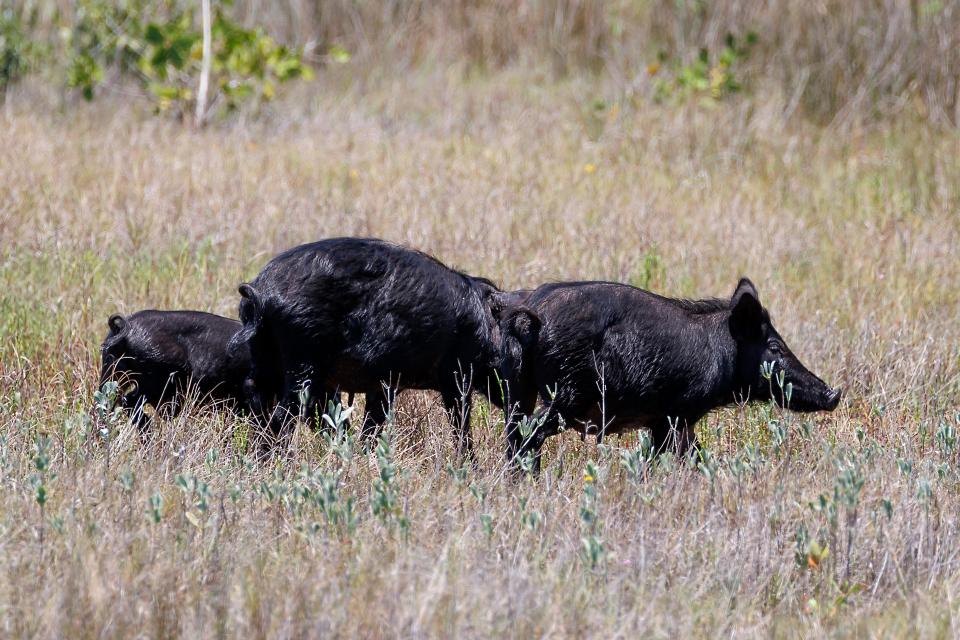 Feral hogs