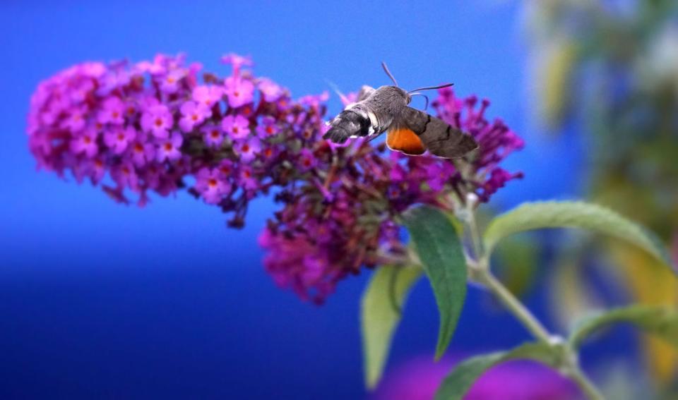 <em>Migrants – rare moths are flocking to the UK to feast on patches of ivy (Pictures: PA)</em>