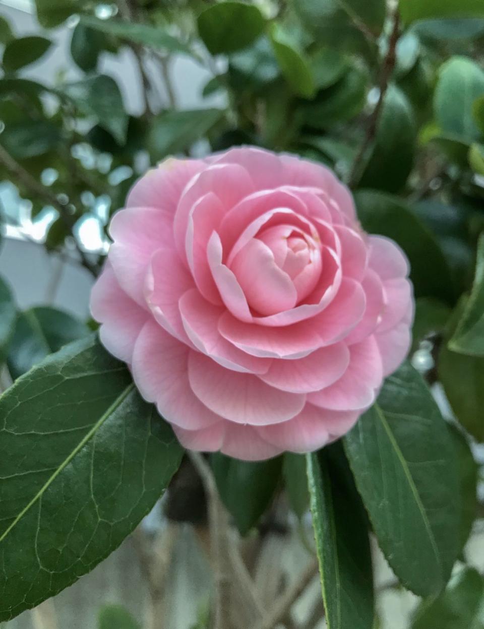 pink camellia flower