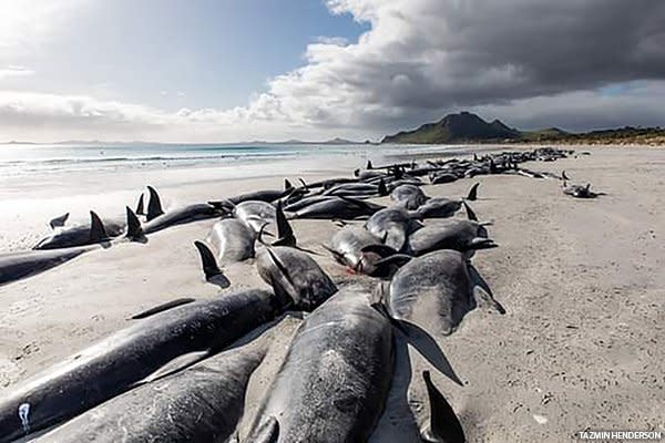 Beached pilot whales