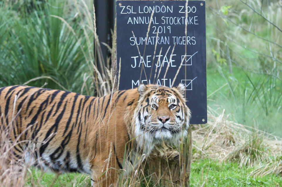 Archivbild von Tigerin Melati in ihrem Gehege im Londoner Zoo. (Bild: Getty Images)