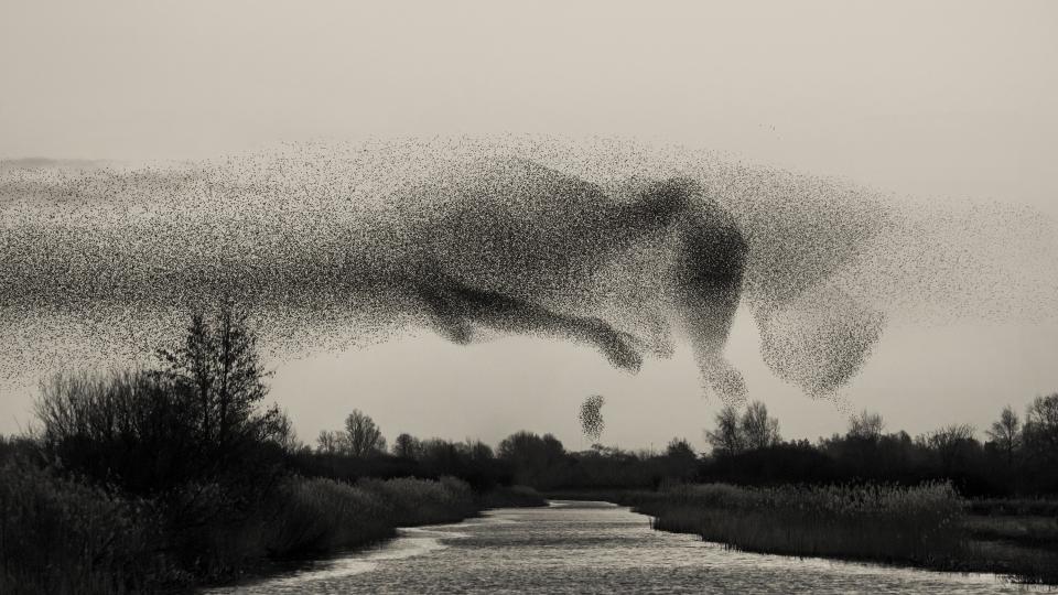 A murmuration of starlings in Houtwiel, in the Netherlands.