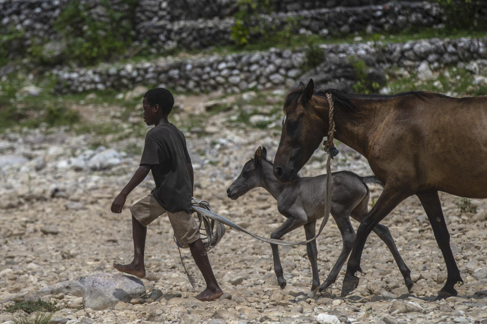 A youth leads horses to cool off in the Maniche area of Les Cayes, Haiti, Thursday, Aug. 18, 2022. More than a year after a 7.2-magnitude earthquake devastated the area, UNICEF has warned that more than 250,000 children still have no access to adequate schools and that the majority of 1,250 schools destroyed or damaged have not been rebuilt. (AP Photo/Odelyn Joseph)