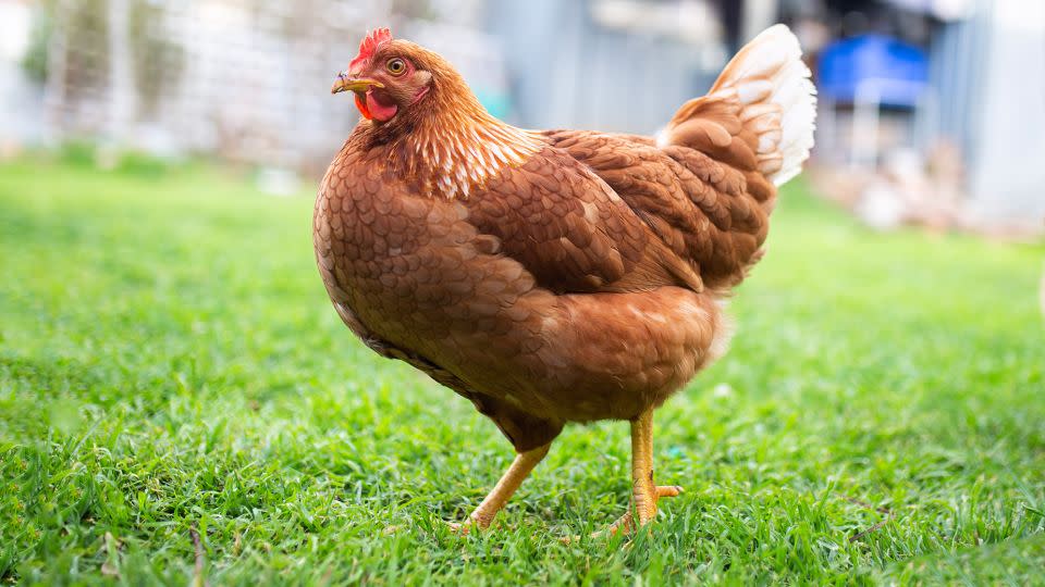 In Australia, chook = chicken. - T O/iStockphoto/Getty Images