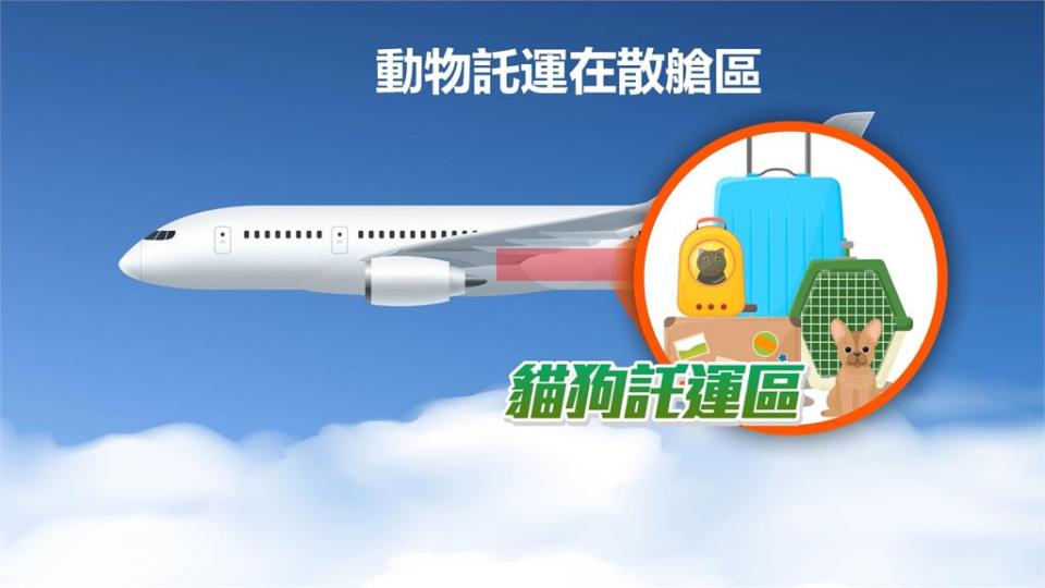 貓狗搭機只能待貨艙？　　部分歐美航空公司開放進客艙