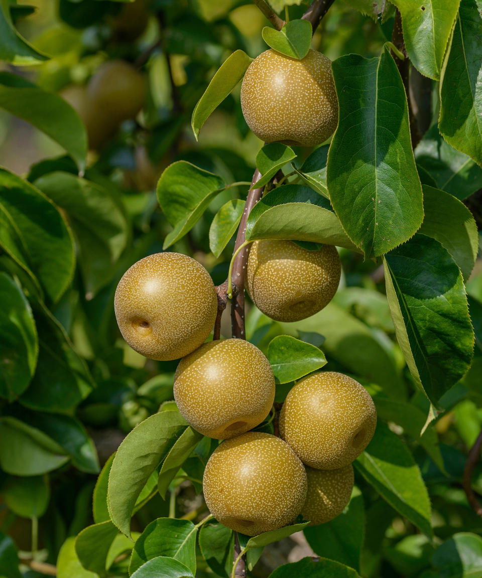 7. Pyrus pyrifolia (Asian pear)