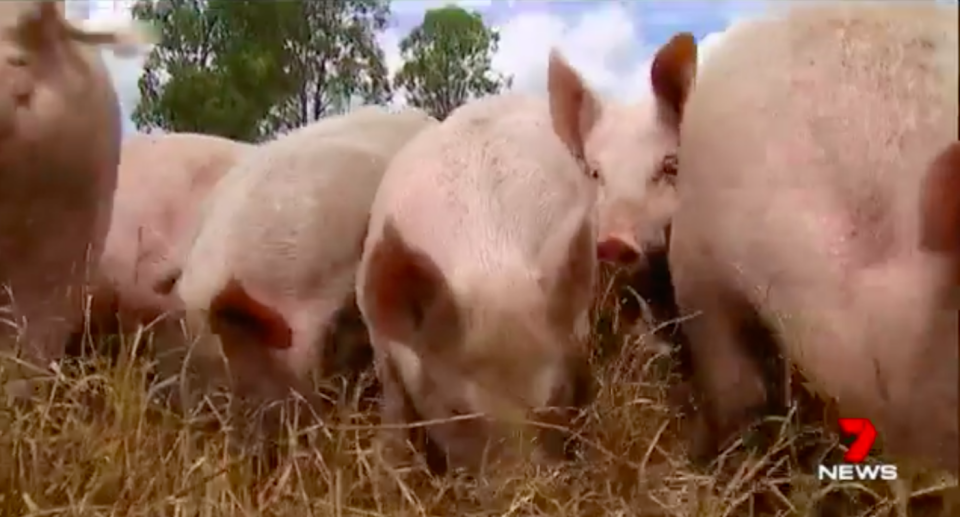 Rhodavale Pork wants their product on as many forks as possible. Source: 7 News