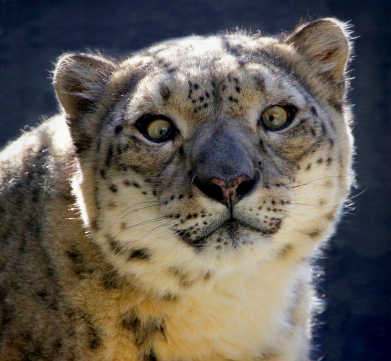 The Hogle Zoo in Salt Lake City announced the death of a snow leopard named Milenka on Tuesday, Jan. 23. Milenka was known for her crossed eyes and unique vocalizations. (Courtesy of Hogle Zoo)