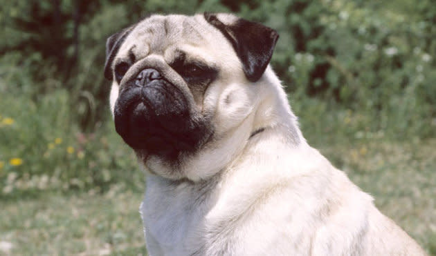 Pug — Companionable Charmer