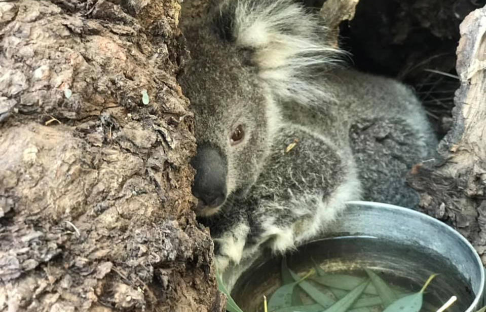 The woman said she relocated him to the gum tree where she first saw him after he had a drink. Source: Eve Webb/ One Day Closer to Rain (Drought)