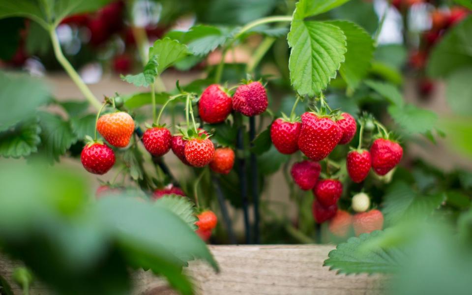 <p>So landeten die Erdbeeren auf Platz 30 im Ranking. Zwar bestehen die Sammelnussfrüchte zu 90 Prozent aus Wasser, doch die restlichen zehn Prozent enthalten dagegen reichlich Vitamine. Mit einer Handvoll Erdbeeren decken Sie so bereits den Bedarf an Vitamin C pro Tag. Dabei sind die roten Früchte auch noch erstaunlich kalorien- und fettarm. (Bild: Getty Images /Jack Taylor)</p> 