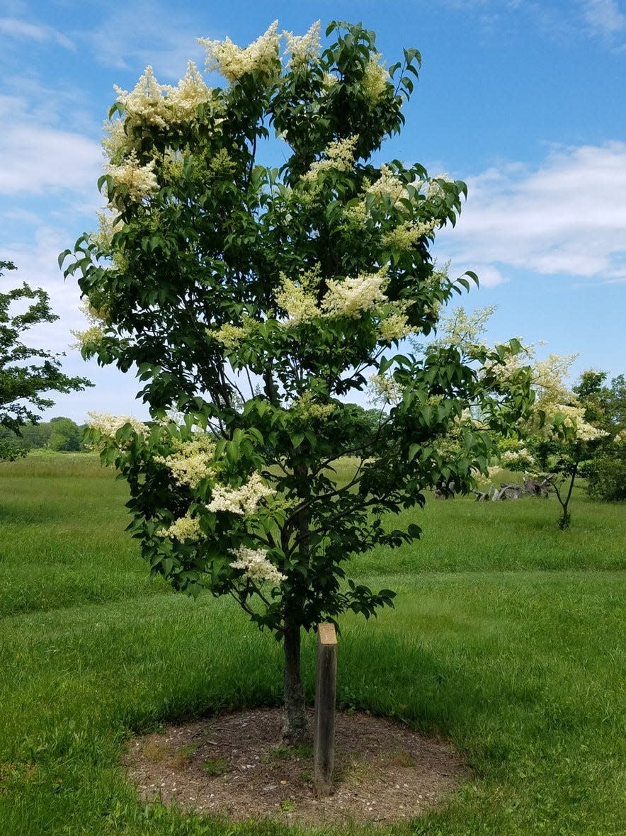 Tree varieties of lilacs can be a stunning addition to any landscape.