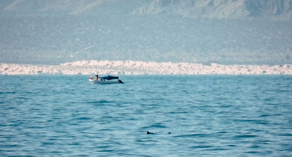 The Gulf of California. A vaquita's dorsal fin can be seen in the foreground. A boat in the background.