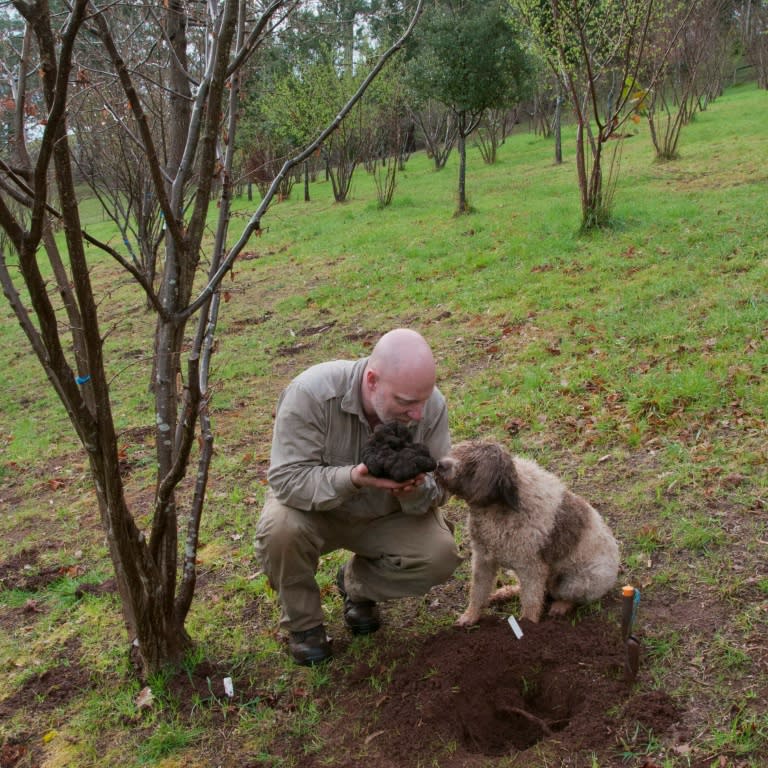 Stuart Dunbar and his dog sniff a large truffle grown on his Victorian property in the Yarra Valley, Australia