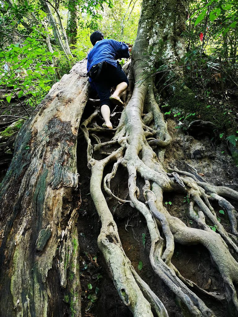 On some parts of the climb, a network of tree roots serves as a ladder of sorts.