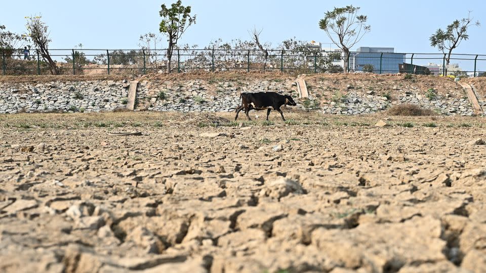 A cow walks across the arid Nallurahalli lake at Whitefield in Bengaluru on March 10, 2024. - Idrees Mohammed/AFP/Getty Images