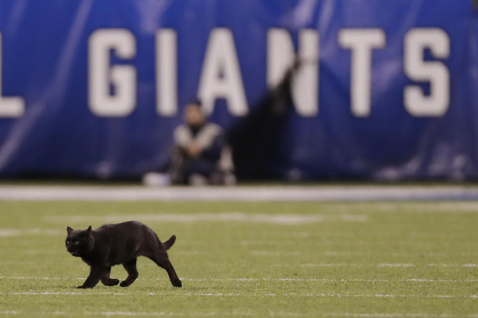 A cat runs on the field during the second quarter of an NFL football game between the New York Giants and the Dallas Cowboys, Monday, Nov. 4, 2019, in East Rutherford, N.J. (AP Photo/Adam Hunger)