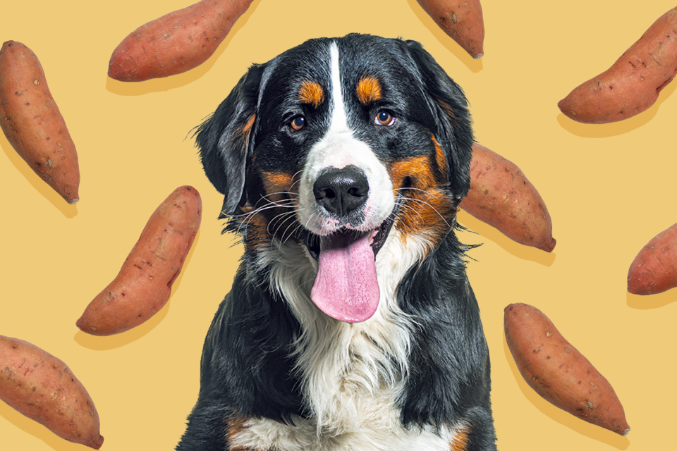 dog with a pattern of sweet potatoes behind him; can dogs eat sweet potoatoes?