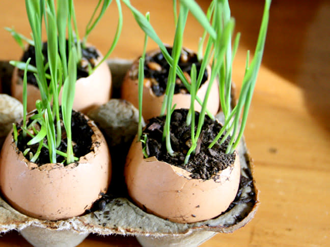 Wheatgrass Eggs