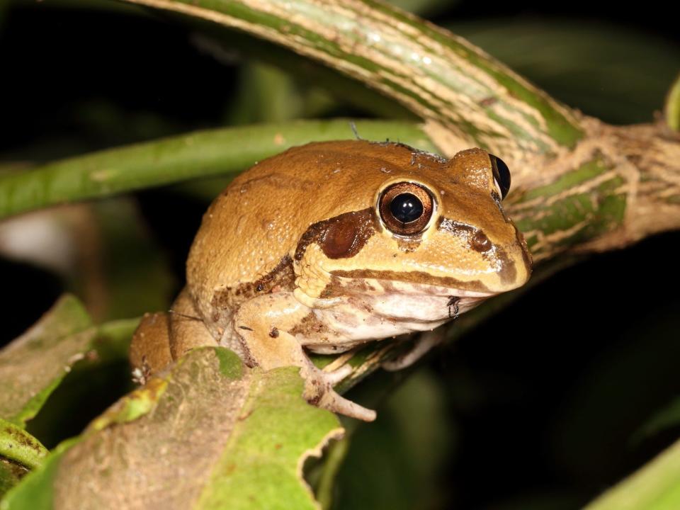 A brown Cyclorana australis frog sits on a branch in Australia