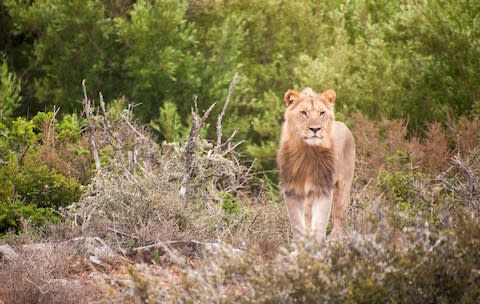 The new pride were relocated from Kwandwe game reserve, 150 miles away - Credit: marnus ochse