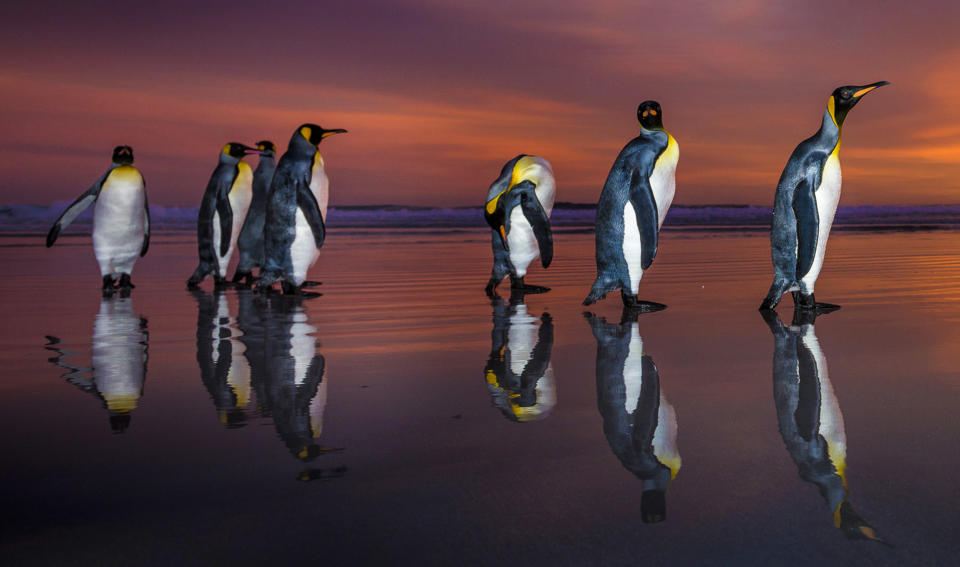 Breathtaking shots of king penguins marching in golden sunrise