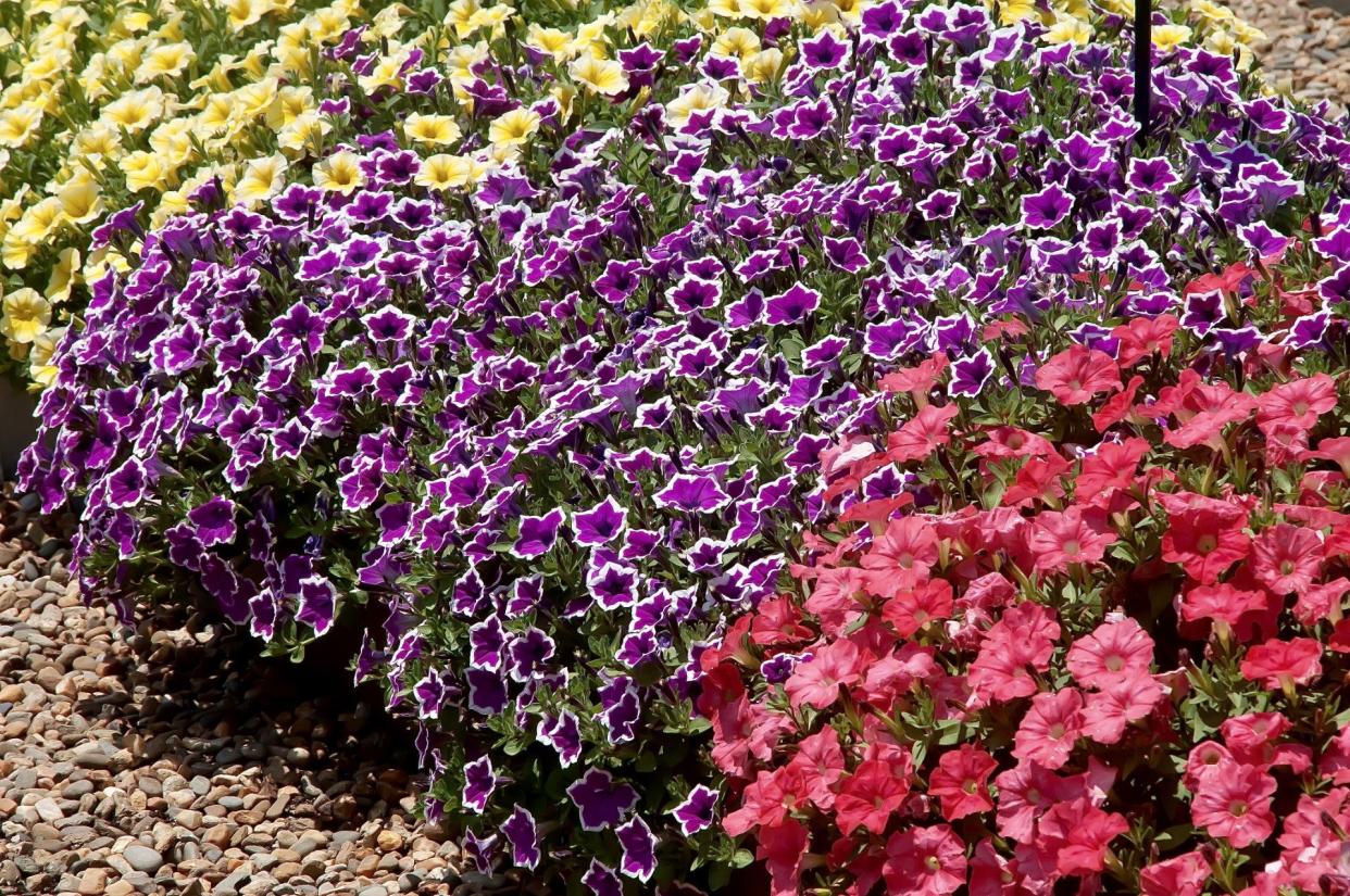 what-s-all-the-excitement-about-wait-til-you-see-the-supertunia