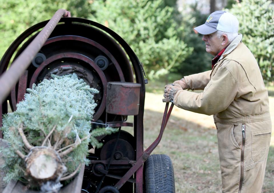 Owner Ralph Rottman prepares a tree Monday at Windy Hill Tree Farm in Tuscarawas Township.