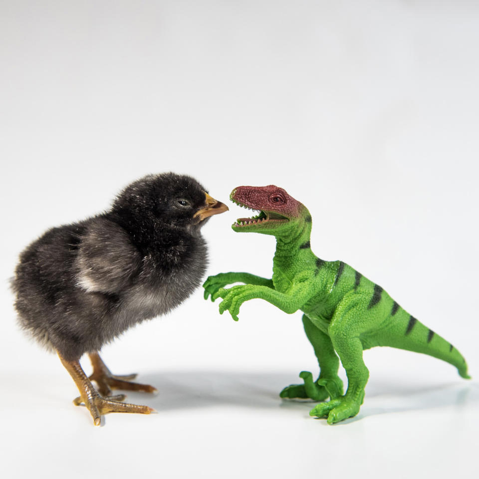 <p>A chick faces down a T-Rex. (Photos: Alexandra C. Daley-Clark/sillychickens.com) </p>