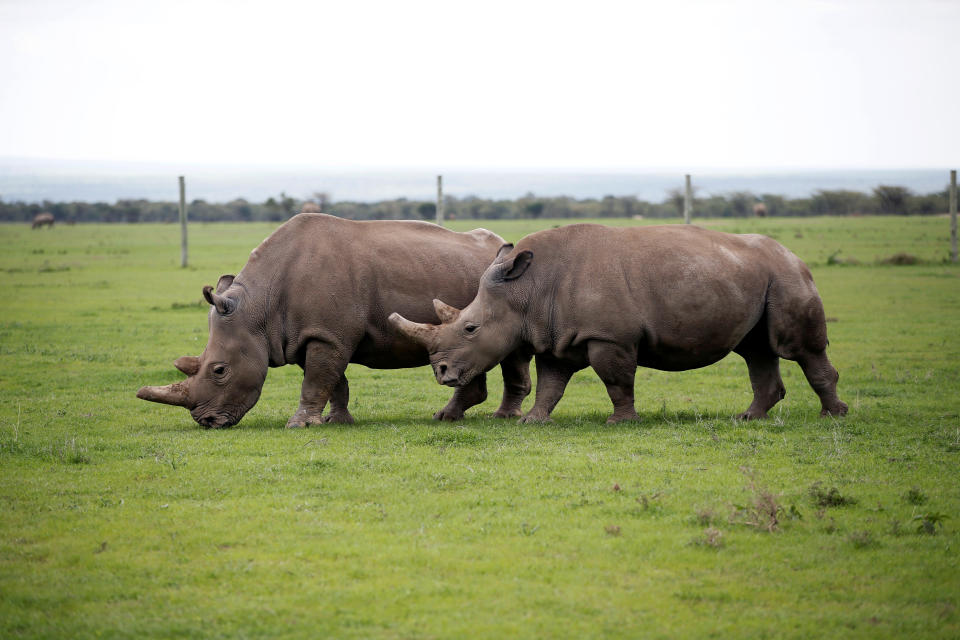 En la actualidad, la caza furtiva representa la principal amenaza de extinción de los rinocerontes | imagen Baz Ratner/Reuters