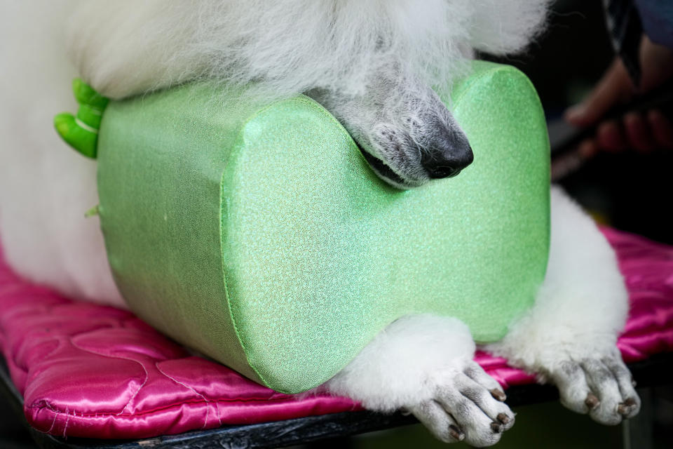 A Standard Poodle rests its head on a pillow as it is groomed during the 147th Westminster Kennel Club Dog show, Monday, May 8, 2023, at the USTA Billie Jean King National Tennis Center in New York. (AP Photo/John Minchillo)