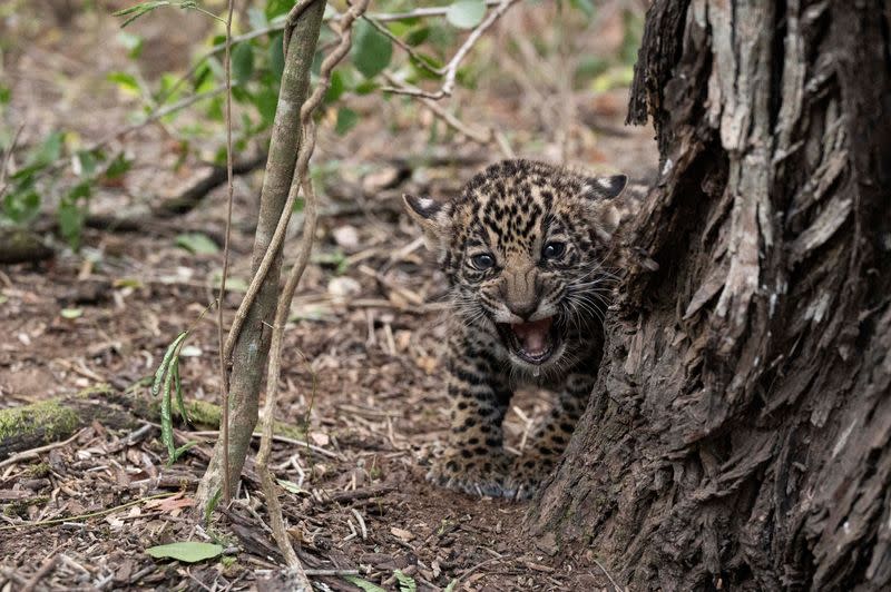 Dos cachorros yaguareté, una especie en peligro de extinción, serán liberados en parque nacional en Argentina