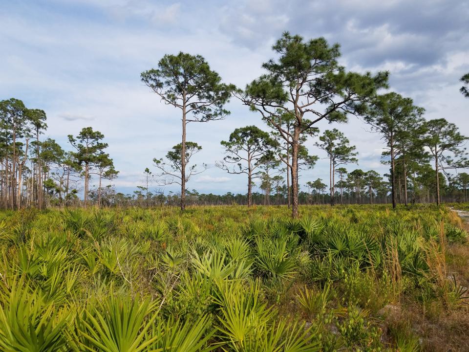Phillip Rucks Citrus Nursery, a 320-acre property, is bordered on three sides by the Lake Wales Ridge State Forest's Arbuckle Tract. The forest includes both scrub and pine flatwoods.