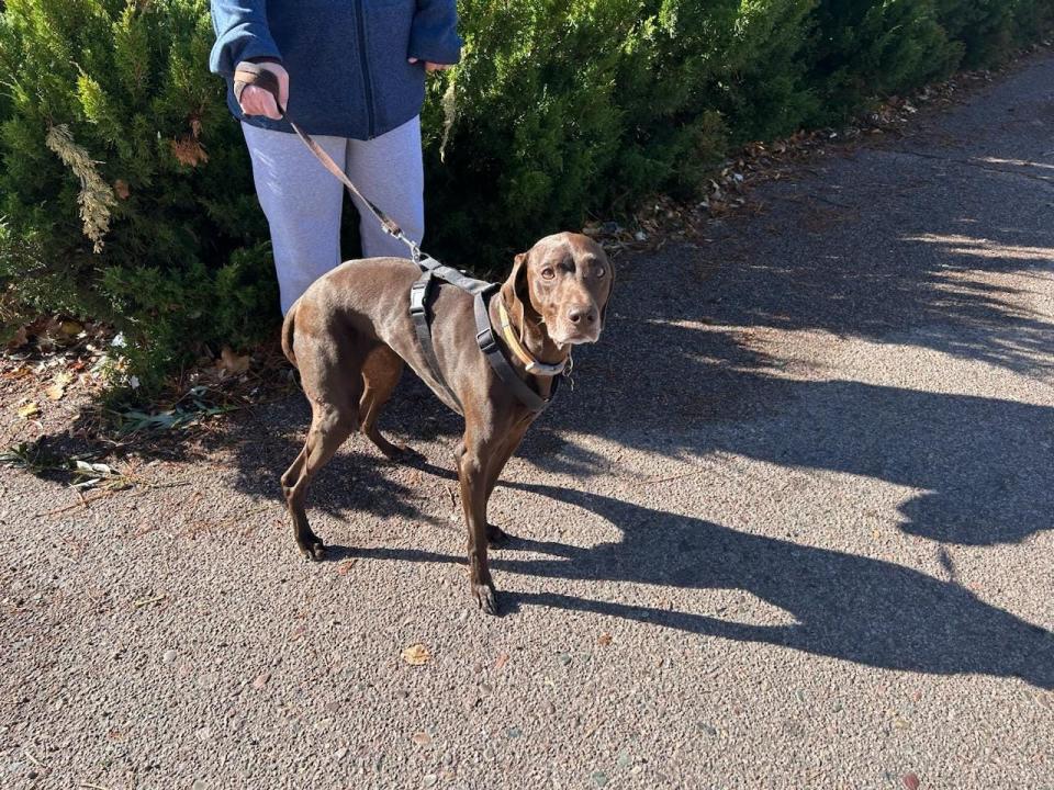 A dog was initially believed to have been killed in the Star Valley tornado on Sunday, Nov. 19 but her owners later found her hiding under the bed.