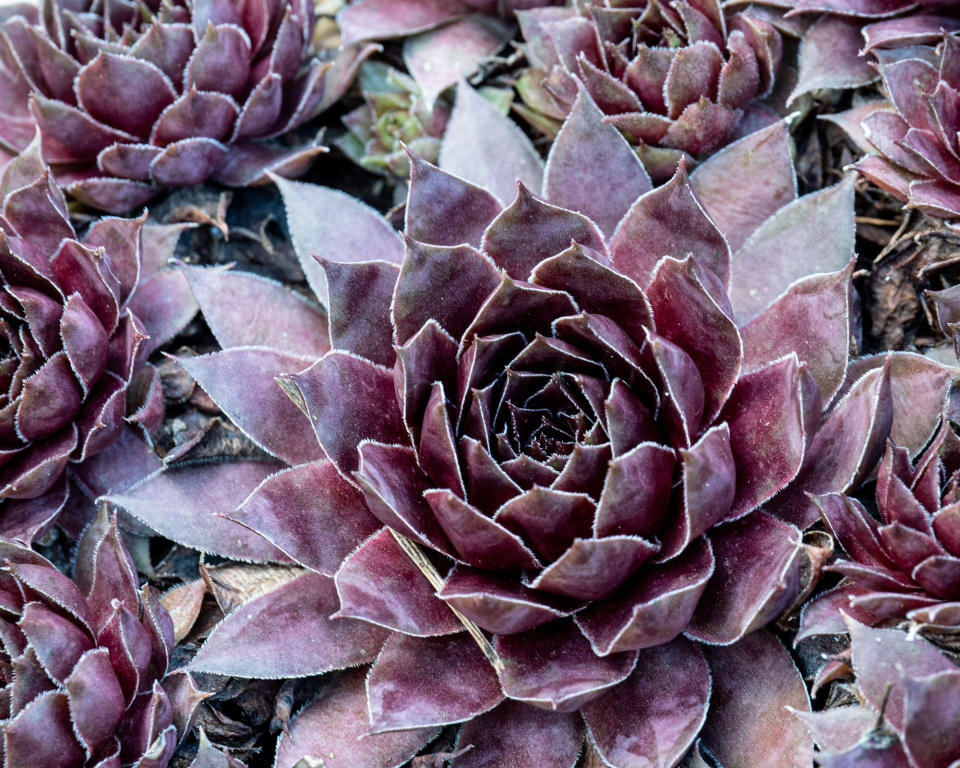 11. Houseleek (Sempervivum)