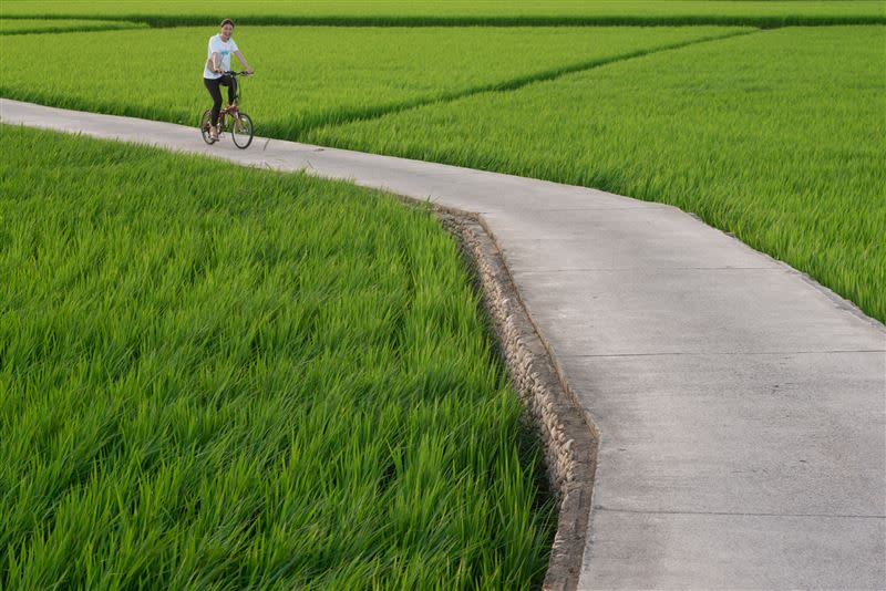  隱身在桃園平鎮的稻田單車道，被當地人稱「小伯朗大道」。（圖／讀者提供）