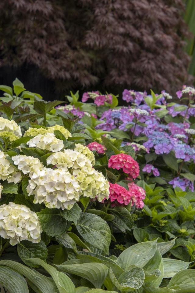 Image of Hostas and hydrangeas partner plants