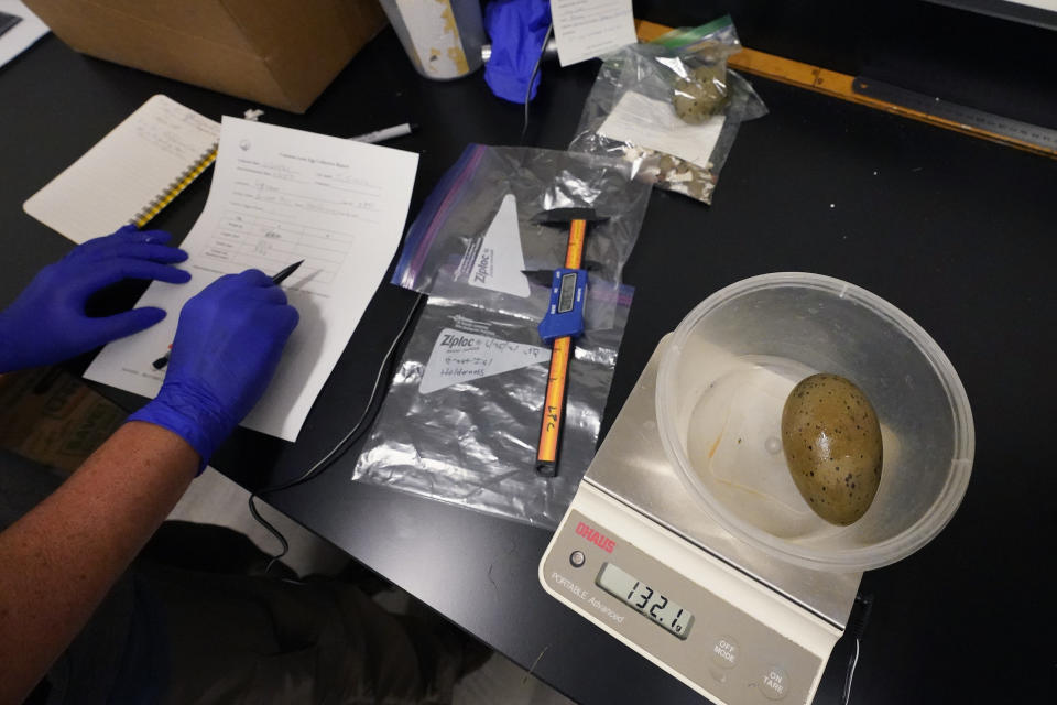 Biologist Tiffany Grade writes notes as she examines a non-viable loon egg collected from Squam Lake, Friday, June 25, 2021, in Holderness, N.H. Grade is studying the impact that PCB's are having on loons, and will test the egg for possible PCB contamination. Researchers in New Hampshire have long struggled to understand why loon numbers on the lake have stagnated, despite a robust effort to protect them. (AP Photo/Elise Amendola)