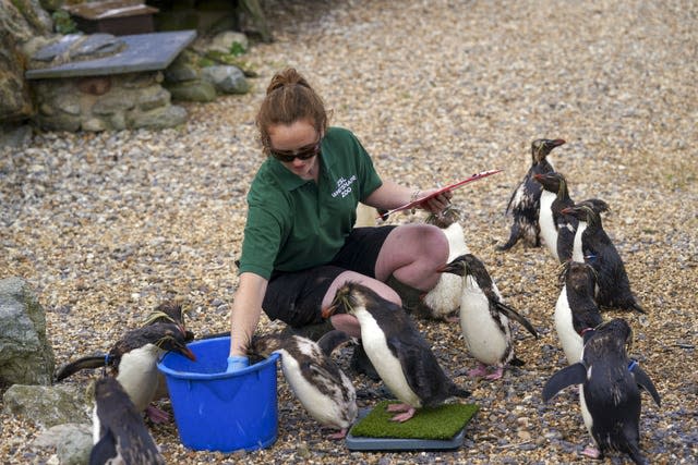 Northern rockhopper penguins with keeper Claire McSweeney 