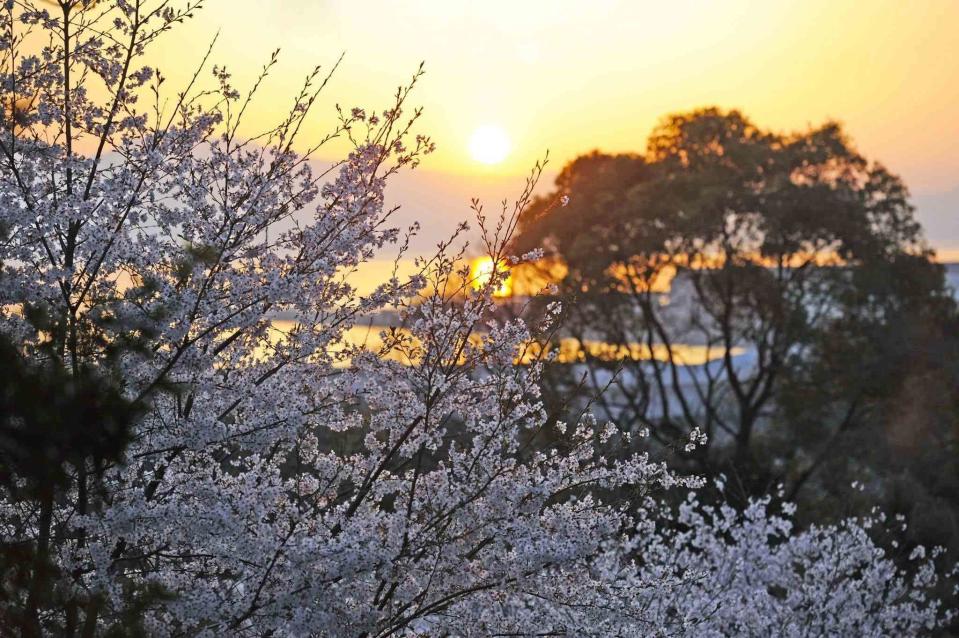 熊本多樣的賞櫻景點