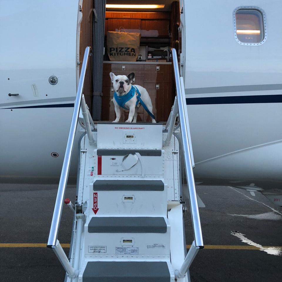 Lady Gaga's dog Gustav makes for a pretty cute flight crew.