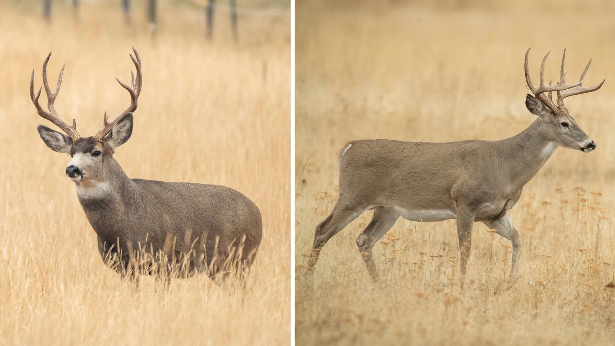 Mule Deer vs Whitetail