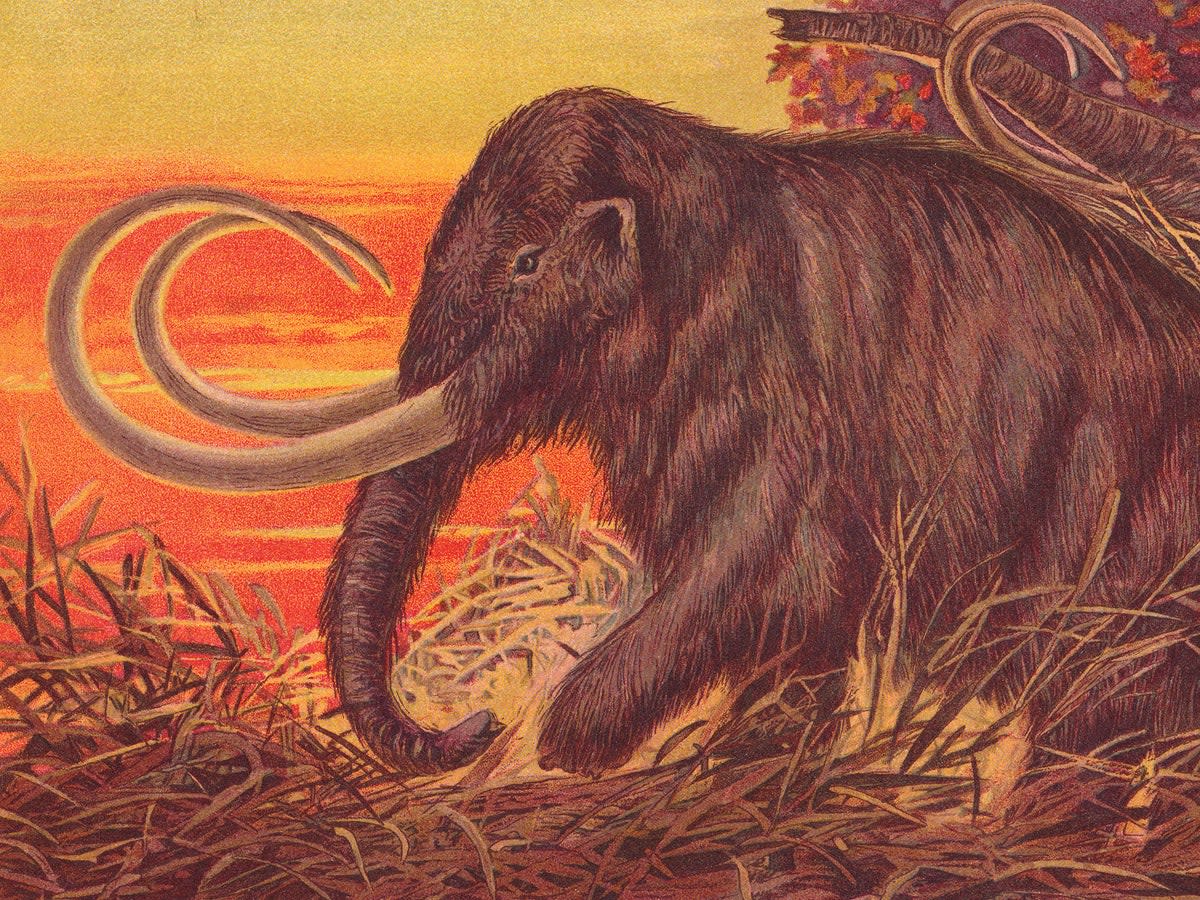 Una ilustración de 1900 del mamut lanudo, que podría llegar a los supermercados en las próximas décadas (Getty Images)