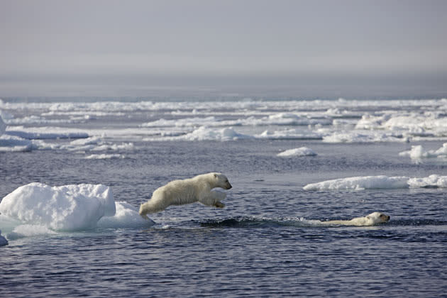 <b>Frozen Planet, BBC One, Wed, 9pm</b><br><b> Episode 3</b><br><br>Polar bear cubs jumping into water. It’s in summer when the pack ice breaks up that the cubs have to learn to swim for the first time. Polar bears are actually marine mammals and are very at home in water as adults.